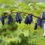 Honeysuckle siberian